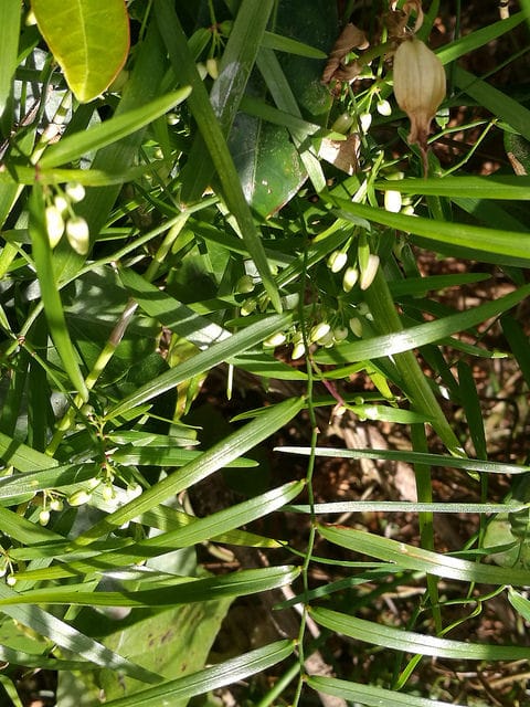 Geitonoplesium cymosum