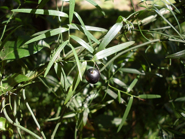 Geitonoplesium cymosum