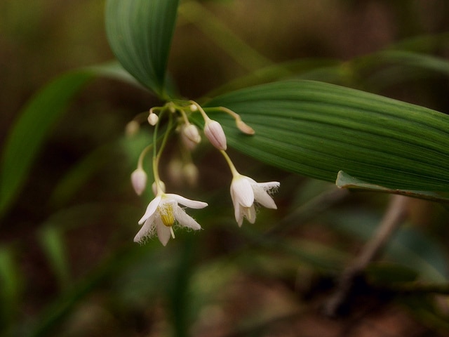 Geitonoplesium cymosum