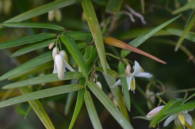 Geitonoplesium cymosum