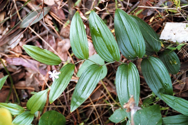 Geitonoplesium cymosum