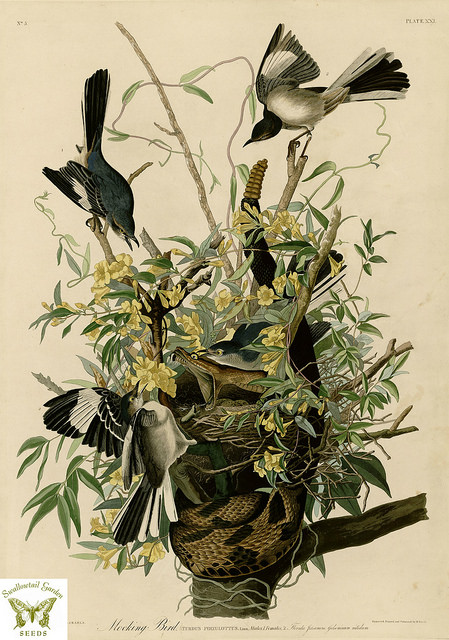 Jasmin de caroline (Gelsemium sempervirens)