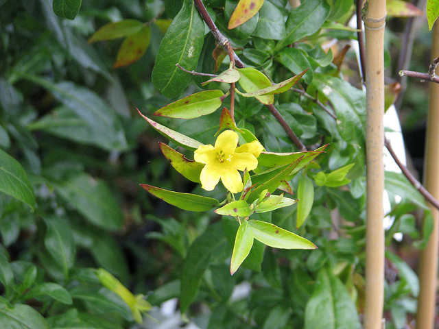 Jasmin de caroline
