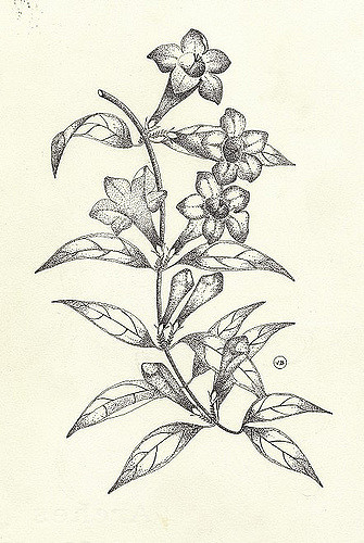 Jasmin de caroline