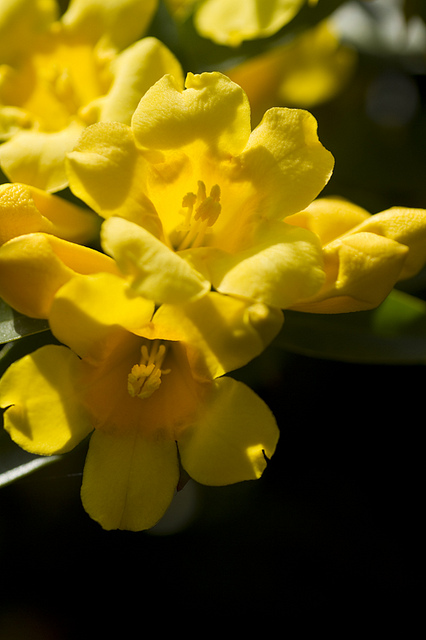 Jasmin de caroline