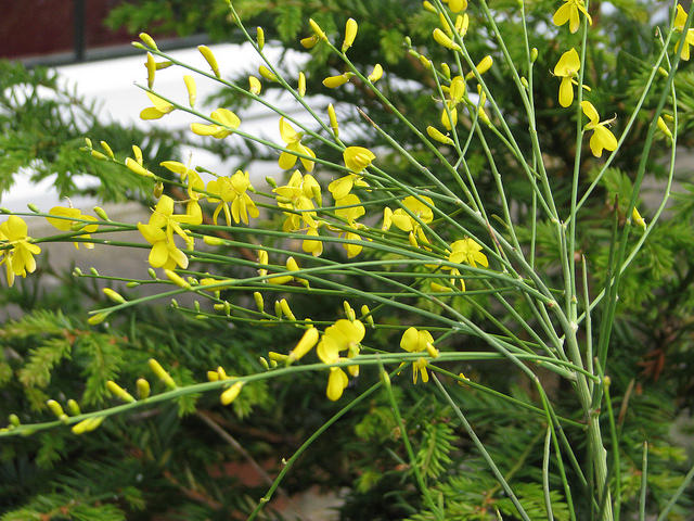 Genista aetnensis (Genista aetnensis)
