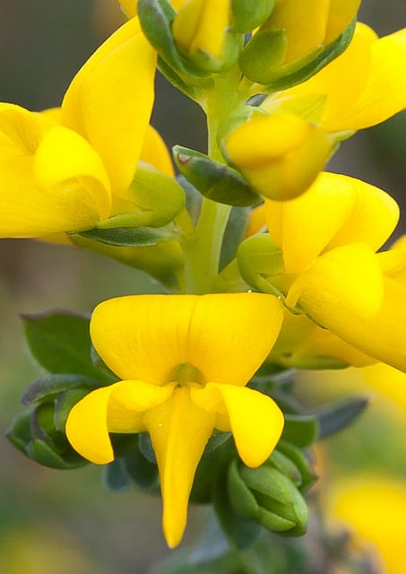 Genista anglica