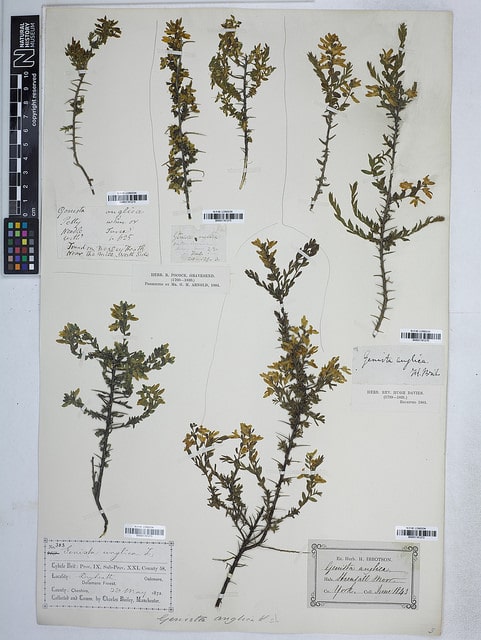 Genista anglica