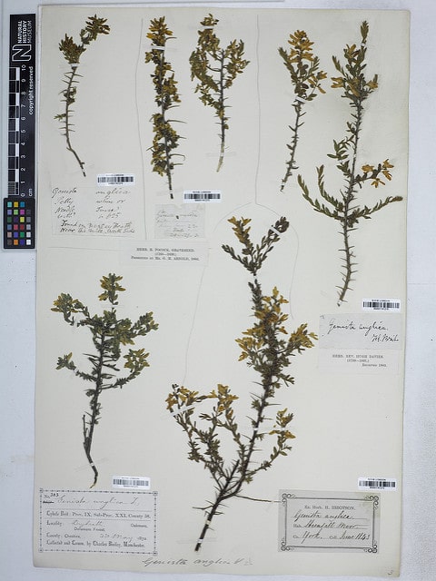Genista anglica