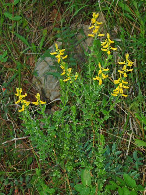 Genista germanica