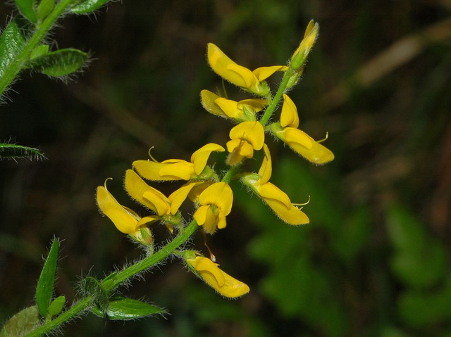 Genista germanica
