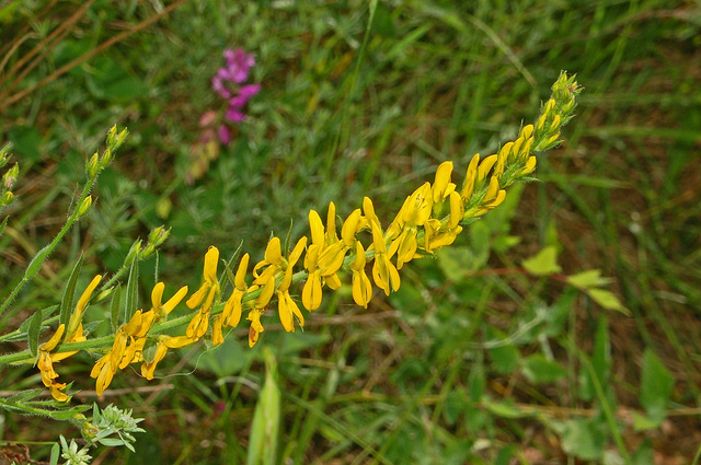 Genista germanica