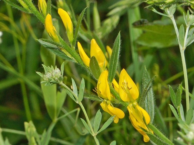 Genista germanica