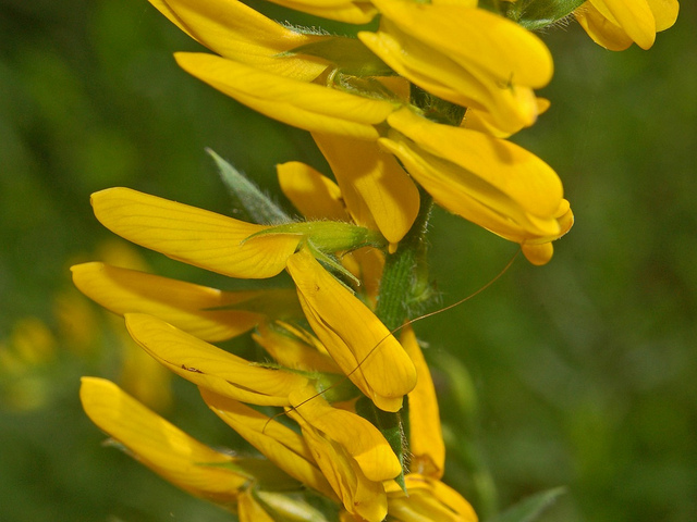 Genista germanica