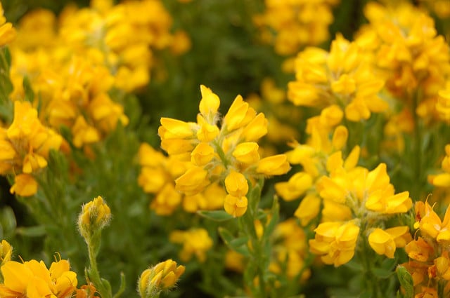 Genista hispanica