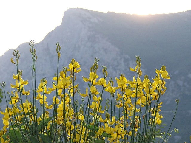 Genista hispanica