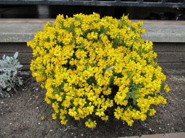 Genista hispanica
