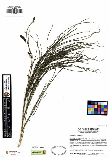 Genêt à feuilles de lin