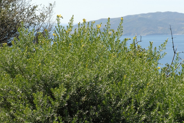 Genêt à feuilles de lin (Genista linifolia)