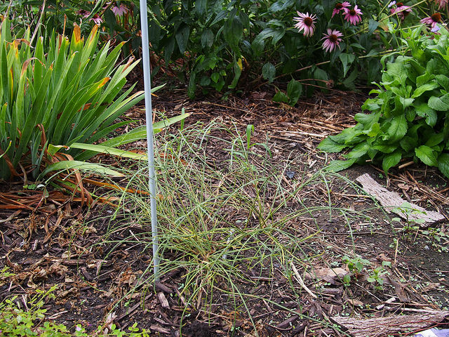 Genêt de lydie (Genista lydia)