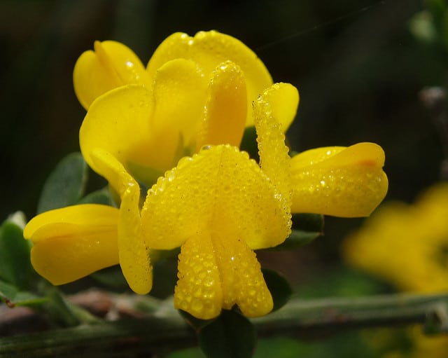 Genêt de montpellier (Genista monspessulana)