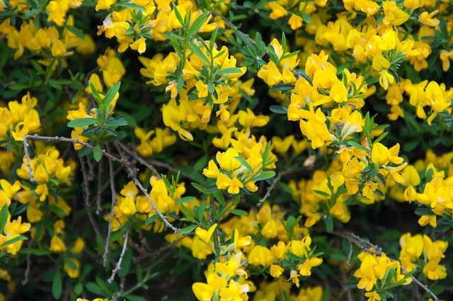 Genêt poilu (Genista pilosa)