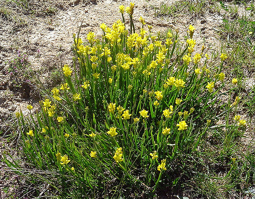 Genêt ailé (Genista sagittalis)