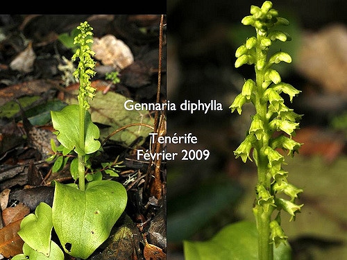 Gennaria à deux feuilles