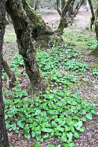 Gennaria à deux feuilles