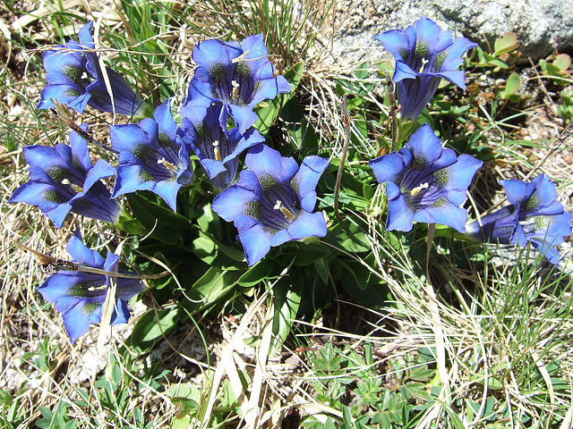 Gentiane acaule