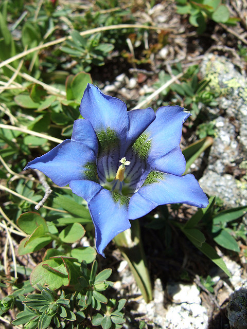 Gentiane acaule