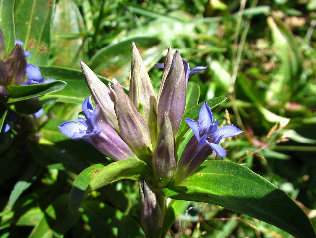 Gentiane croisette (Gentiana cruciata)