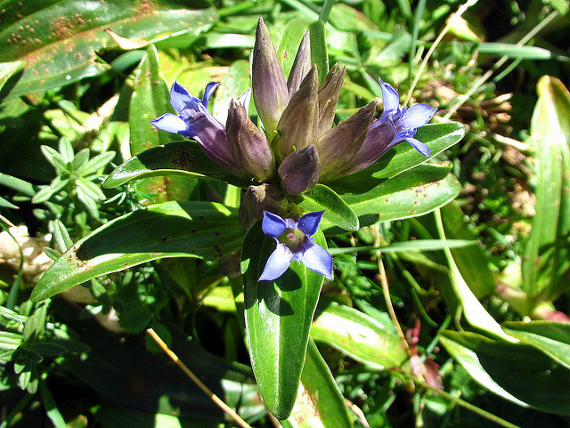 Gentiane croisette