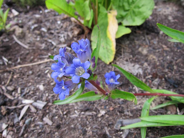 Gentiane de sibérie (Gentiana dahurica)
