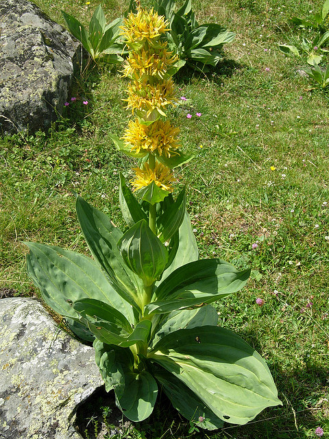Gentiane jaune