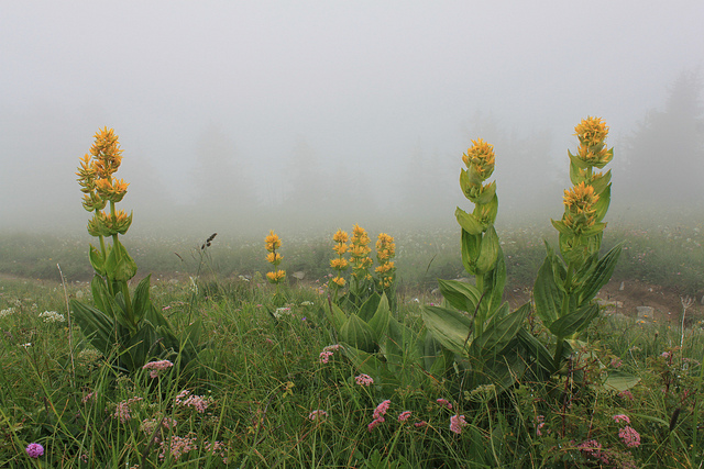 Gentiane jaune (Gentiana lutea)
