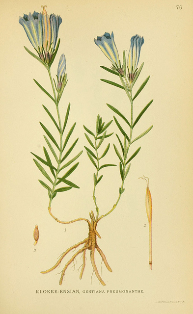 Gentiane des marais