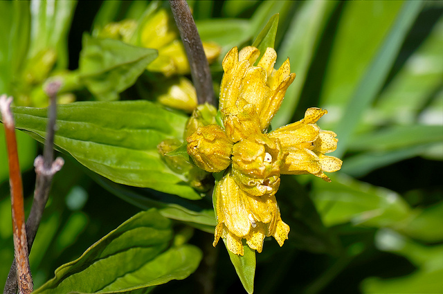 Gentiane ponctuée (Gentiana punctata)