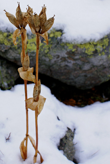 Gentiane pourpre (Gentiana purpurea)