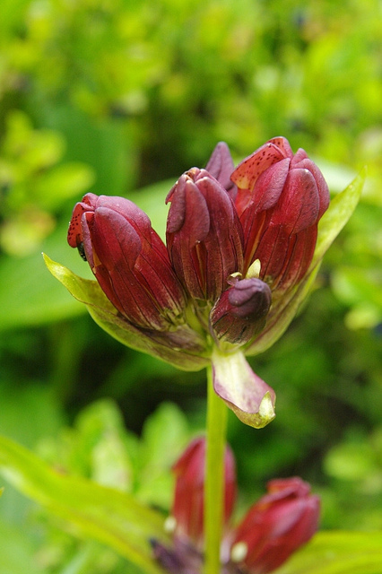 Gentiane pourpre