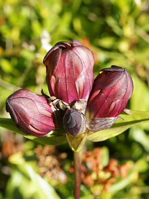 Gentiane pourpre