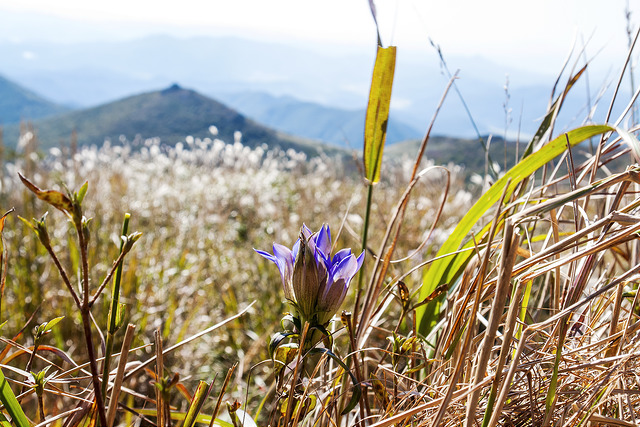 Gentiana scabra