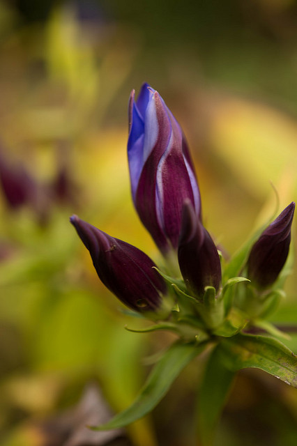 Gentiana scabra