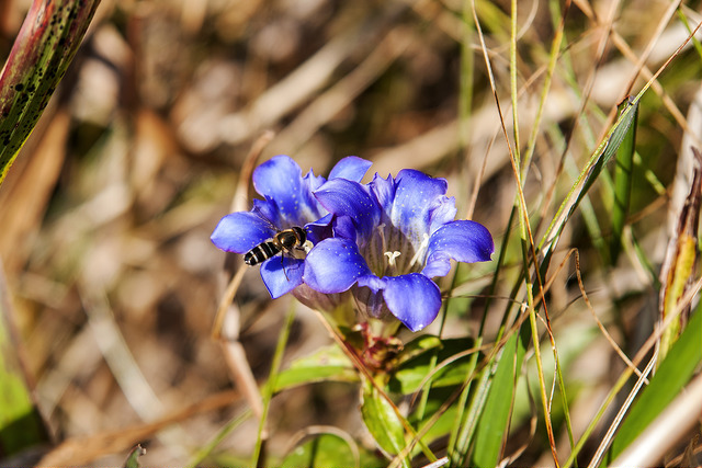 Gentiana scabra