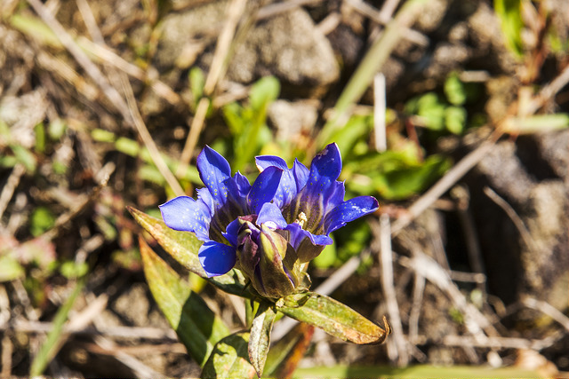 Gentiana scabra