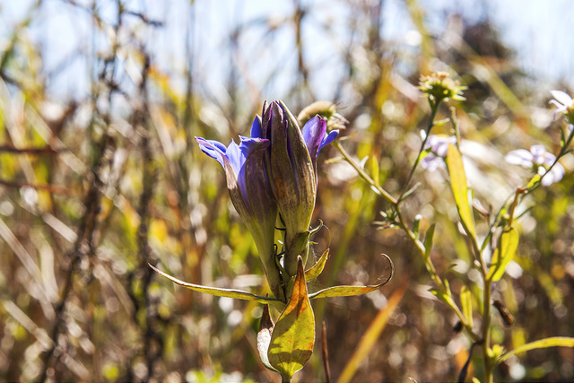 Gentiana scabra