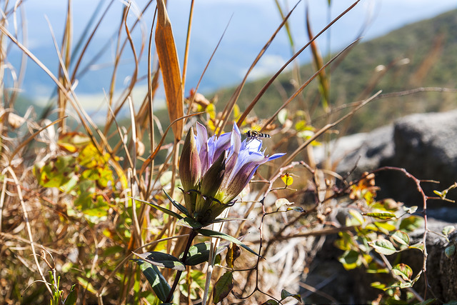 Gentiana scabra (Gentiana scabra)