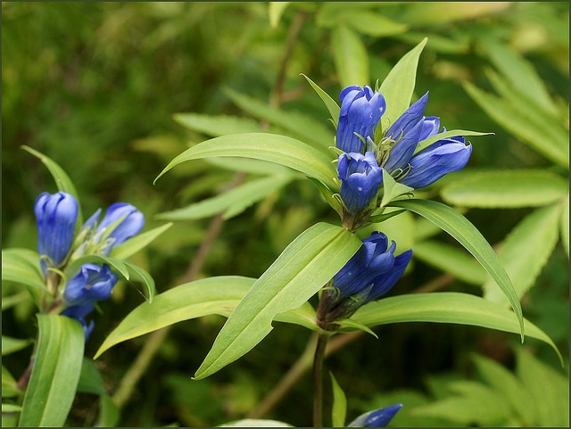 Gentiana triflora (Gentiana triflora)