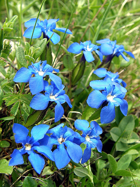 Gentiane de printemps