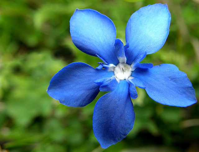 Gentiane de printemps